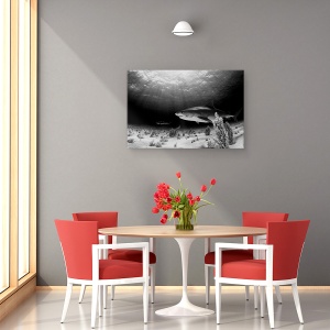 Tablou canvas - Tigrul Negru, Sub Apa, Rechin, Alb-Negru, Lumina, 60 x 90 cm - Img 4