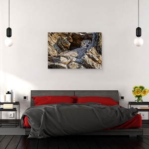 Tablou canvas - Timid, Natura, Salbatic, Animal, Bufnita, Salbatic, 60 x 90 cm - Img 3