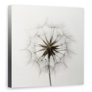 Tablou Canvas - Tragopogon, Papadie, 90 x 90 cm