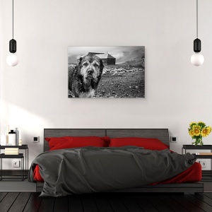 Tablou canvas - Turma Gasca Mea, Stare De Spirit, Caine, Animal, Alb-Negru, 60 x 90 cm - Img 3
