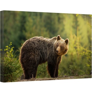 Tablou canvas - Urs, Urs, Fauna, Salbatic, Padure, Urs, Slovacia, 40 x 60 cm