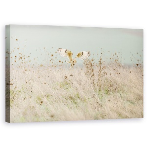 Tablou canvas - Vanatoarea Bufnitei Cu Urechi Scurte, Natura, Salbatic, 50 x 80 cm