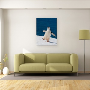 Tablou canvas - Viata E Frumoasa, Natura, Zapada, Albastru, Pinguin, Antarctica, 75 x 100 cm - Img 2