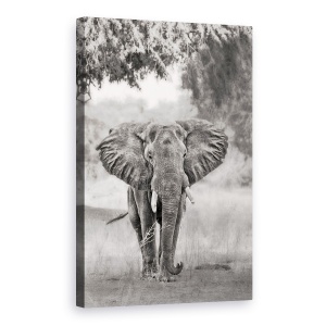 Tablou canvas - Vin, Elefant, Elefanti, Alb-Negru, Africa, Salbatic, 40 x 60 cm