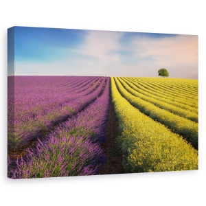 Tablou canvas - Violet si galben, Peisaj, Linii, Galben, Violet, 80 x 120 cm