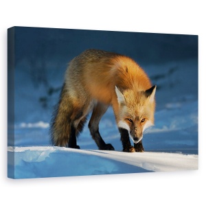 Tablou canvas - Vulpe rosie, Nature, Zapada, Iarna, Natura, 80 x 120 cm
