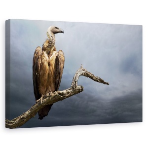 Tablou canvas - Vulturul, Africa, Aviara, Pasare, Pelerina, Natura, 60 x 90 cm