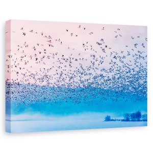 Tablou canvas - Zburand In Ceata Diminetii, Salbatic, Natura, Animal, 60 x 90 cm