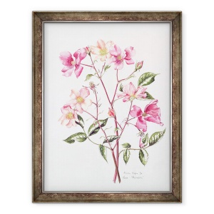Tablou inramat - Alison Cooper - Rosa Mutabilis, 70 x 90 cm