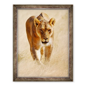 Tablou inramat - Eric Meyer - Huntress, Etosha, 60 x 80 cm
