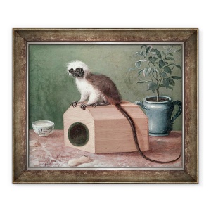 Tablou inramat - Gustavus Hesselius - Maimuta preferata a lui Carl Linnaeus 1707-78, 50 x 60 cm