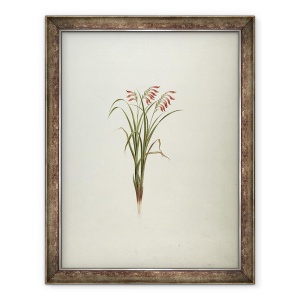 Tablou inramat - Luigi Balugani - Planta neidentificata cu flori, 60 x 80 cm