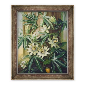 Tablou inramat - Philip Reinagle - Floarea Pasiunii Albastra pentru Templul Florii de Robert Thornton, 50 x 60 cm