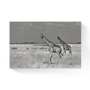 Tablou Canvas - Africa, Girafa, Zebra, Animale, Alb/Negru, 80 x 120 cm