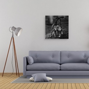 Tablou canvas - Alb-Negru, Pisici, Alb-Negru, Pet, Animale, 60 x 60 cm - Img 2
