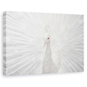 Tablou canvas - Alb Splendid, Animale, Pasari, Paun, Alb, 60 x 90 cm