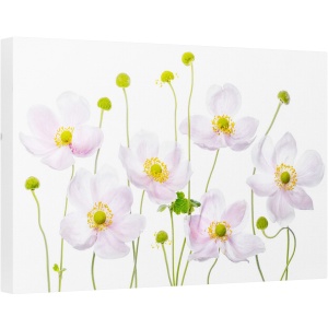 Tablou canvas - Anemone Japoneze, Japoneza, Vara, Floare, Floral, Gradina, 80 x 120 cm