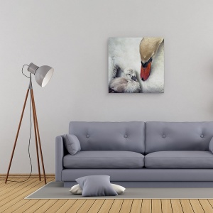 Tablou canvas - Aproape De Tine, Lebada, Cygnet, Ingrijire, Tanar, Cuibarit, 60 x 60 cm - Img 2