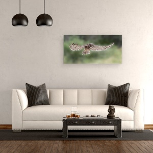 Tablou canvas - Aripi, Bufnita Vultur, Aripi, Zbor, 50 x 100 cm - Img 2