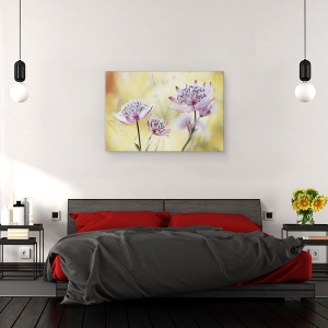 Tablou canvas - Astrantia Major, Floare, Flora, Floral, Roz, Macro, 60 x 90 cm - Img 3