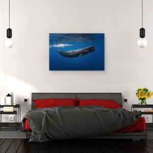 Tablou canvas - Balena, Balena, Sub Apa, Cachalot, Mauritius, Mare, 40 x 60 cm - Img 3