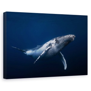 tablou canvas decorativ cu balenă albastră sub apă
