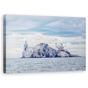 Tablou canvas - Bass Rock, Gannet, Zburand, Morus, Bassana, Sula, 50 x 80 cm