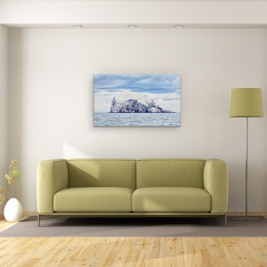 Tablou canvas - Bass Rock, Gannet, Zburand, Morus, Bassana, Sula, 50 x 80 cm - Img 2