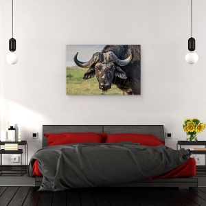 Tablou canvas - Batranul Luptator, Buffalo, Africa, Salbatic, Mamal, Blana, 60 x 90 cm - Img 3