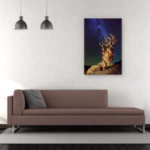 Tablou Canvas - Bristlecone Pin, Sua, California, Bristlecone Pin, Schulmans Grove, Pin, 80 x 120 cm - Img 2