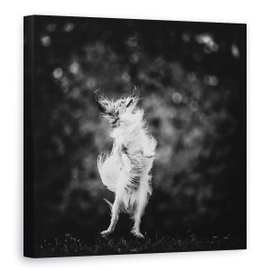 Tablou canvas - Bucurie, Alb-Negru, Caine, Sari, Zbor, Nebun, 60 x 60 cm