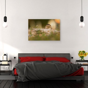 Tablou canvas - Bufnita De Vizuina, Natura, Pasare, Salbatic, Florida, 80 x 120 cm - Img 3