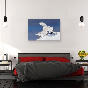 Tablou canvas - Bufnita Polara, Aripi, Rece, Pene, Canada, Bufnita, 60 x 90 cm - Img 3