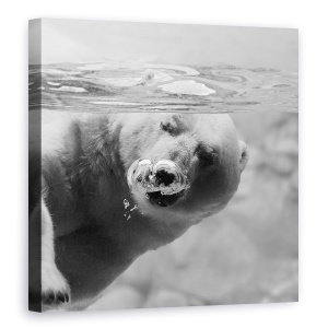 Tablou canvas - Bule, Australia, Urs Polar, Sub Apa, Balon, 60 x 60 cm