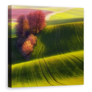Tablou Canvas - Campuri Verzi, Moravia, Verde, Peisaj, Copaci, Agricultura, 90 x 90 cm