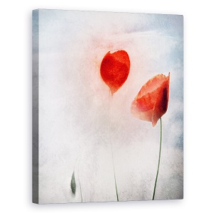 Tablou canvas - Campurile Flandrei, Maci, Flandra, Maci, Textura, 60 x 75 cm