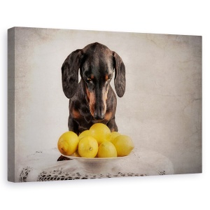Tablou canvas - Cand Viata Iti Da Lamai, Caini, Galben, Animale, 60 x 90 cm