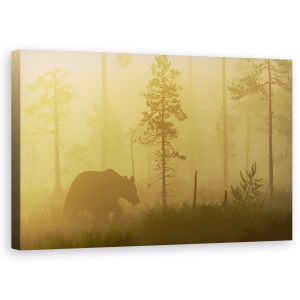 Tablou canvas - Ceata Matinala, Natura, Animal, Salbatic, Salbatic, Urs, 50 x 80 cm