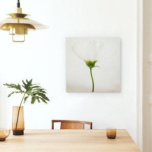 Tablou canvas - Cosmos Alb, Luminos, Floare, Natura Moarta, Punct, 90 x 90 cm - Img 4