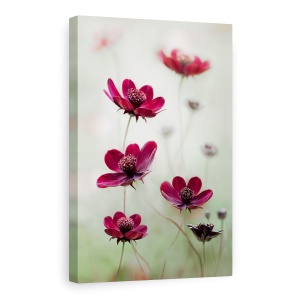 Tablou Canvas - Cosmosul Se Inalte, Cosmos, Maroon, Burgundy, Red, Cambs, 60 x 90 cm