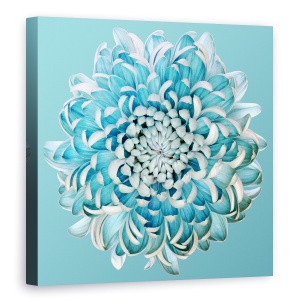 Tablou canvas - Crizantema Albastra, Floral, Tonifiat, 90 x 90 cm
