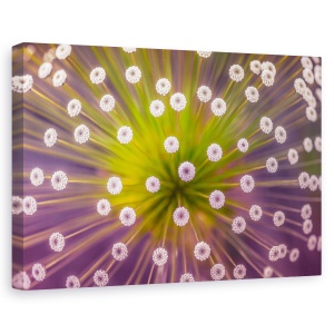 Tablou canvas - Culori, Floare, Purpuriu, Macro, 60 x 90 cm
