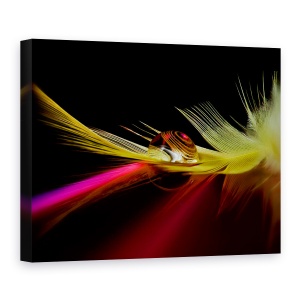 Tablou canvas - Culori In Picatura, Pene, 75 x 100 cm