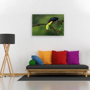 Tablou canvas - Culorile Costa Ricai, Natura, Pasare, Ramura, Perrot, Cioc, 60 x 90 cm - Img 2