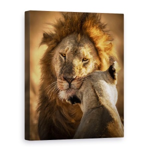 Tablou canvas - Da-Mi Putina Dragoste, Salbatic, Animal, Calatorie, 75 x 100 cm