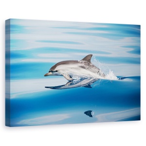 Tablou canvas - Delfinul In Dungi, Delfin, Mare, Natura, Salbatic, Delfini, 60 x 90 cm