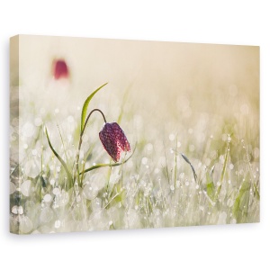Tablou canvas - Dimineata, Olanda, Floare, Roua, Dimineata, Macro, 60 x 90 cm