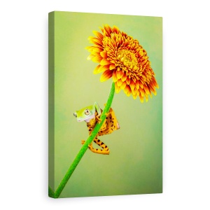 Tablou Canvas - Doar Agatat In Jurul Valorii De, Tigru, Broasca, Gerbera, Floare, Portocaliu, 80 x 120 cm