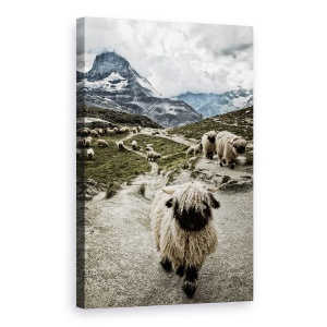 Tablou canvas - Eliberati-Mi Drumul, Oi, Valais, Blacknose, Matterhorn, Riffelsee, 60 x 90 cm