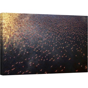 Tablou canvas - Flamingo, Aerial, Kenya, Apa, Pasare, 50 x 80 cm